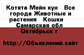 Котята Мейн кун - Все города Животные и растения » Кошки   . Самарская обл.,Октябрьск г.